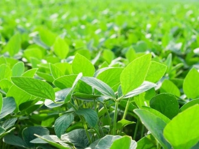 Materassi Mollyflex con tessuto in fibra di soya