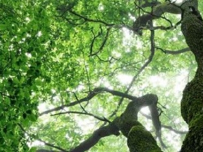 Tencel, fibra per tessuti di materassi puramente naturale