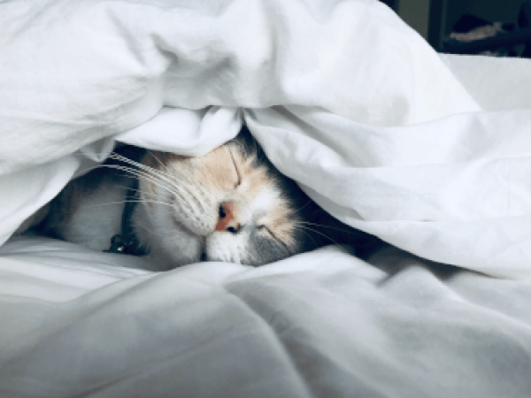 Prev blodormire fa bene alla salute gatto riposo 295 600x450